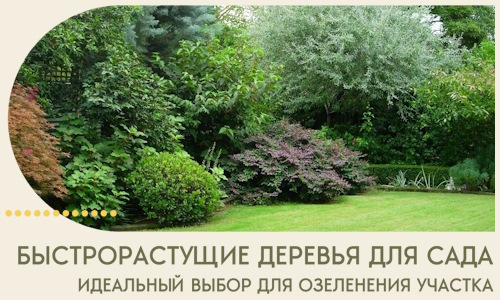 Быстрорастущие деревья для сада идеальный выбор в Ржеве