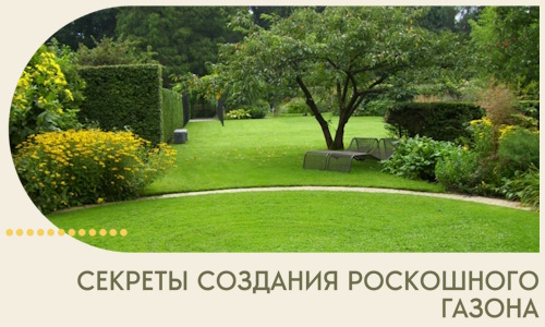 Секреты создания роскошного газона в Ржеве